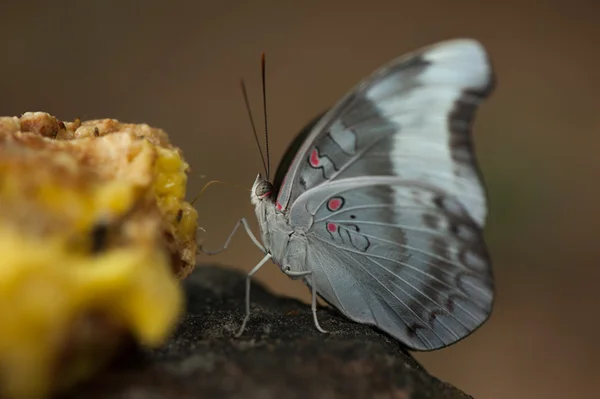 Um close-up de beleza borboleta descansando no chão — Fotografia de Stock