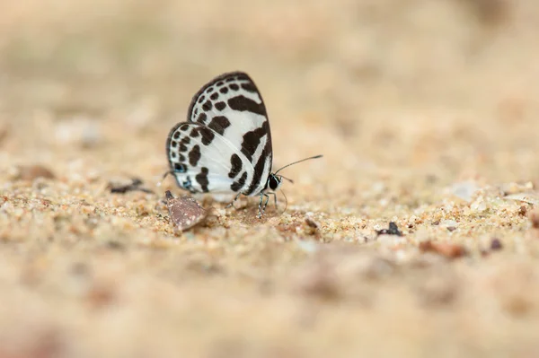 Um close-up de beleza borboleta descansando no chão — Fotografia de Stock