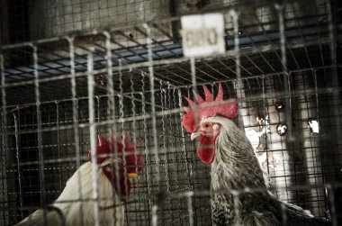 Yerel Grup, Tayland tavuk