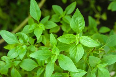 arka plan ve seçici odak yeşil yaprakları.