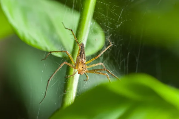 Springende Spinne im Regenwald — Stockfoto