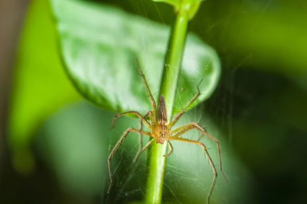 Hoppande spindel i regnskogen Thailand — Stockfoto