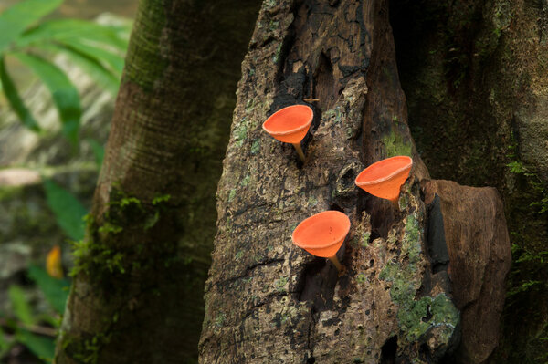Mushrooms orange fungi cup ( Cookeina sulcipes ) on decay wood, 