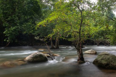 Ormandaki manzara fotoğrafı, orman şelalesi ve Tayland 'ın doğasındaki kayalar.