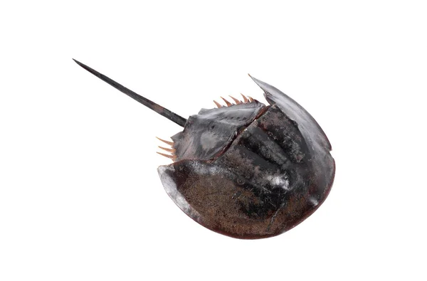 Kırpma yolu ile beyaz arka planda izole edilmiş taşipleus gigas, büyük bir deniz eklembacaklısı, uzun bir kuyruk-omurga ve on bacak örneği.