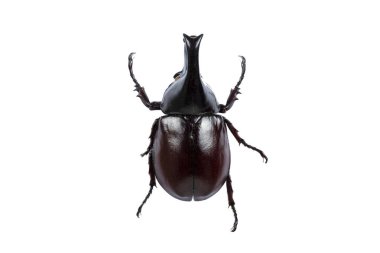 Gergedan böceği: kırpma yolu olan beyaz arkaplandaki böcek.