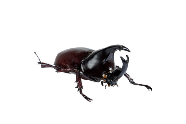 Жук-носорог: жук на белом фоне с клипсом.