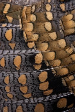 Pirinç teraslarının ve dağların üzerindeki evin manzarası. Tayland 'ın kuzeyinde, Pa-pong-peang pirinç terasında doğada güzel bir şekil..