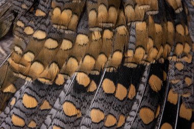 Pirinç teraslarının ve dağların üzerindeki evin manzarası. Tayland 'ın kuzeyinde, Pa-pong-peang pirinç terasında doğada güzel bir şekil..