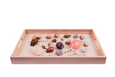 Kabuk koleksiyonu: ahşap tepsi arka planında çeşitli yumuşakça kabukları seti.