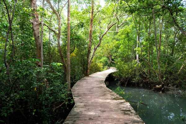 Wood floor with Bridge in the forest in mangrove forest. mangrove forests in Krabi province Thailand