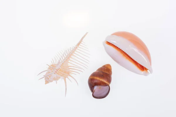 Ensemble Coquilles Mollusques Sur Fond Blanc — Photo