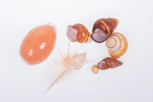 Ensemble Coquilles Mollusques Sur Fond Blanc — Photo