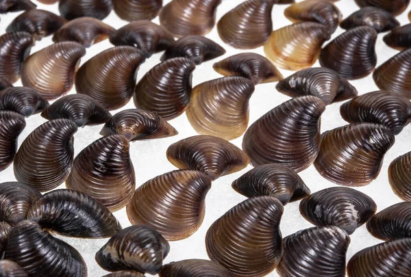 Collection Coquilles Ensemble Coquilles Mollusques Sur Fond Plateau Bois — Photo