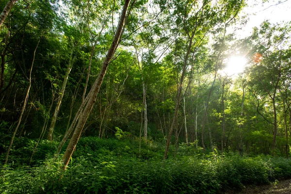 Forest Trees Dense Green Forest Nature Green Wood Sunlight Backgrounds — Stock Photo, Image