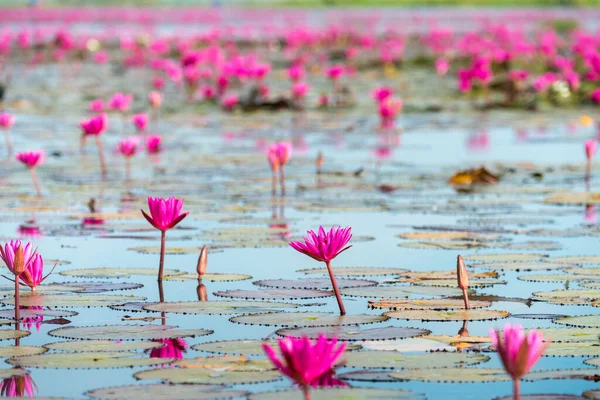 The sea of Red Lotus (Pink water lilies lake) - Beautiful Nature Landscape red Lotus sea in the morning with fog blurred background in the bright dayat Kumphawapi, Udonthani province, Thailand.