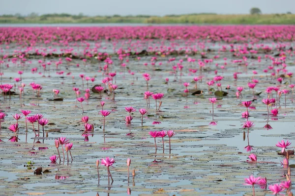 Mer Lotus Rouge Lac Nénuphars Roses Belle Nature Paysage Lotus — Photo