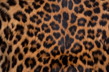 Leopar deri dokusu: Yakın plan leopar leopar deseni dokusu arkaplanı.