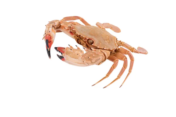 Crab Isolated White Background Clipping Path Dry Specimen Animal Marine — Stock Photo, Image