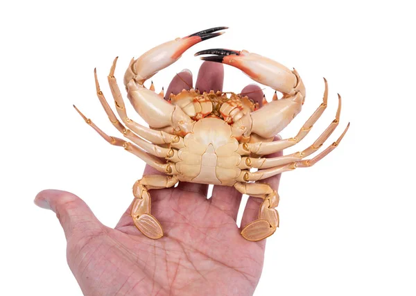 Crab Isolated White Background Clipping Path Dry Specimen Animal Marine — Stock Photo, Image