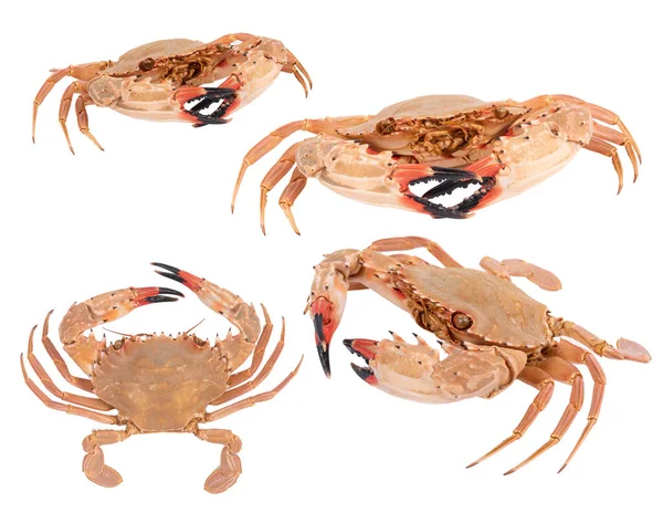 Set Crab Isolated White Background Clipping Path Dry Specimen Animal — Stock Photo, Image