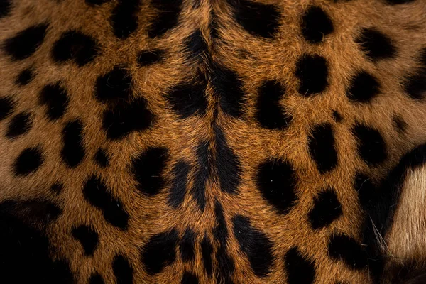 Leopard Skin Texture Close Leopard Spot Pattern Texture Background — Stock Photo, Image