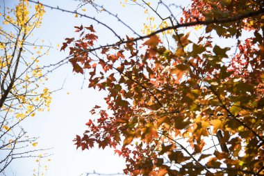 Sonbaharda Ginkgo biloba. Bu ağaç genel olarak ginkgo, gingko ya da bakir saç ağacı olarak bilinir. Dekoratif yapraklarıyla ünlüdür.