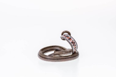 Beyaz arka planda çizgili kukri yılanı, Bilimsel adı Oligodon taeniatus, Tayland yılanı.