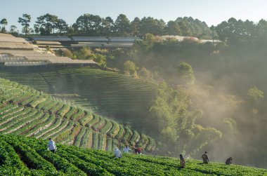 Puslu sabah gündoğumu çilek çiftlik