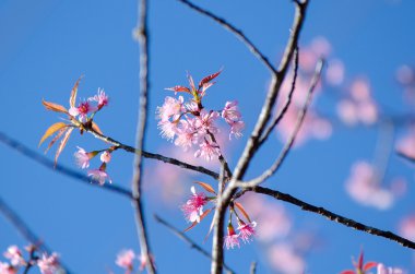 Sakura dağ Chiang Mai, Tayland çiçek açan çiçek çiçekler