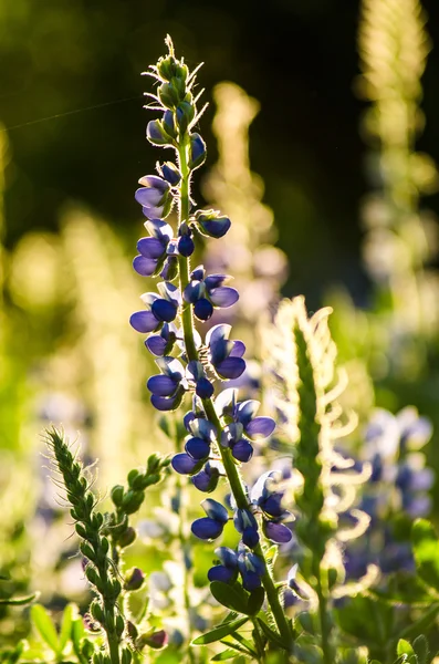 Garten am Berg Angkhang — Stockfoto