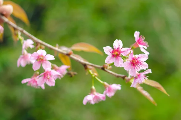 Sakura květiny kvetoucí — Stock fotografie