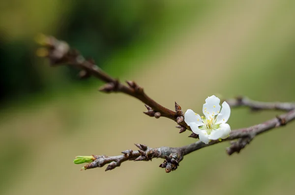 Fiori Sakura fioritura — Foto Stock