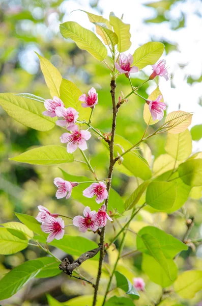 Sakura flowers blooming — Stock Photo, Image