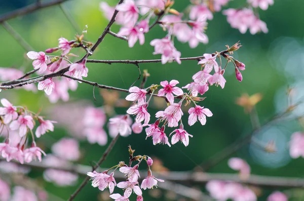 Sakura květiny kvetoucí — Stock fotografie