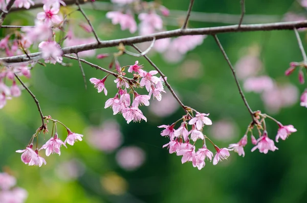 Sakura květiny kvetoucí — Stock fotografie