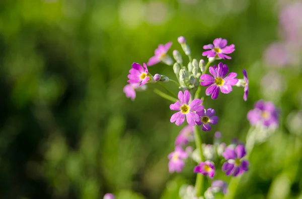 Giardino sulla montagna di Angkhang — Foto Stock