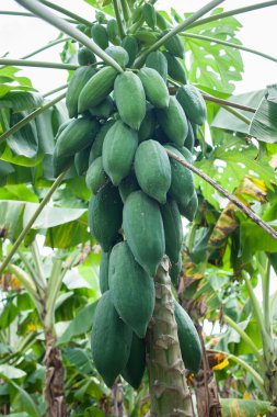 Papaya ağacında papaya