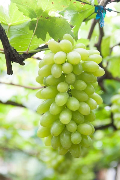 Uvas brancas, frutas tailandesas — Fotografia de Stock