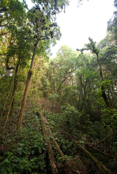 Parc national de Rainforest Intanon — Photo