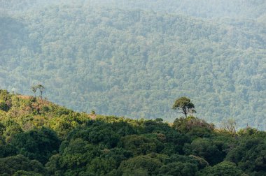 Yağmur ormanı Intanon Milli Parkı