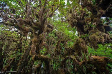 Yağmur ormanı Intanon Milli Parkı