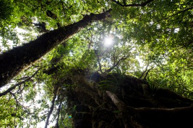Yağmur ormanı Intanon Milli Parkı