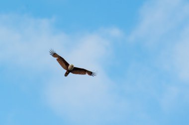  Kızıl sırtlı deniz-kartal