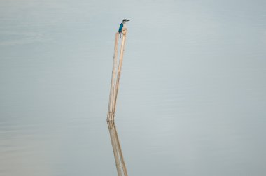 Mavi ve beyaz Kingfisher, yakalı kingfisher