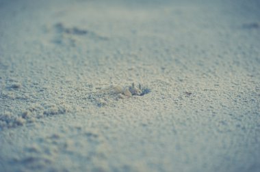 kıyıya yakın çekim görünümünde crab