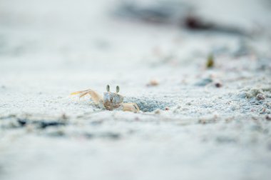 kıyıya yakın çekim görünümünde crab