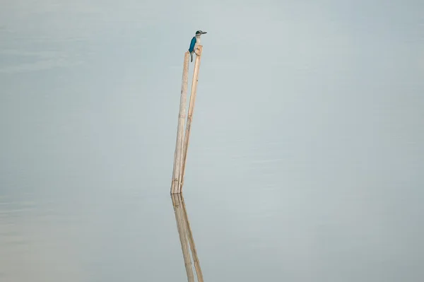青と白のカワセミ、ペッカリー カワセミ — ストック写真