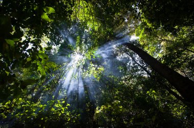 Doğa yeşil ahşap güneş ışığı