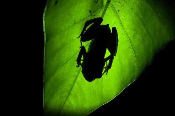 Ombra di rana sulla foglia — Foto Stock